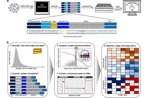 Novel Single Cell Nanopore Sequencing Tool Accelerates Analysis Of