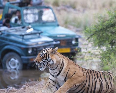 Wildlife Tour To India Wildlife Safari Tour Packages