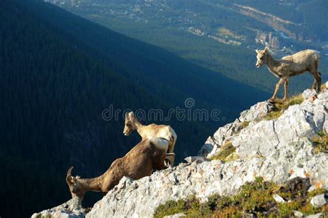 Mountain Goat On Cliff Stock Photo Image Of Rocky National 4957806