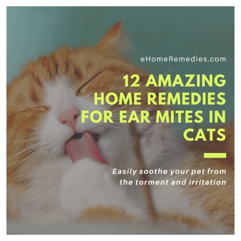 12 Amazing Home Remedies For Ear Mites In Cats