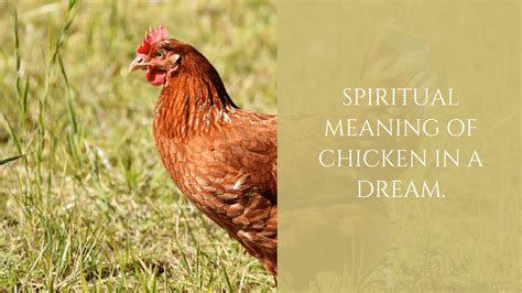 Spiritual Meaning Of Chicken In A Dream Meltblogs