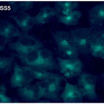 Representative Microphotographs Of Astrocyte Like Cells T G Cell