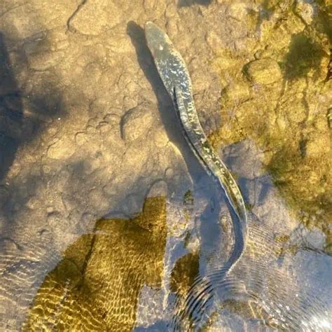 Facts & Guide to Sea Lamprey (Petromyzon marinus) - Pond Informer