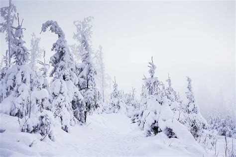 Mountain Forest Trail Under Heavy Snow | Free Winter Image by picjumbo