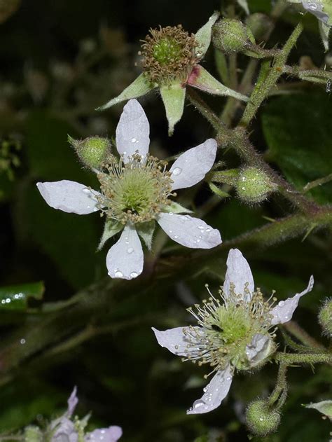 Brambles of the British Isles - Rubus rudis