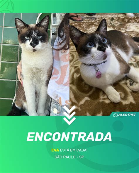 Gato Encontrado São Paulo SP Eva AlertPet