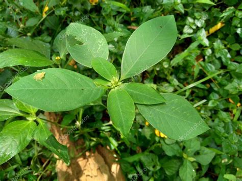 Euphorbia heterophylla también conocida como planta de fuego euforbia