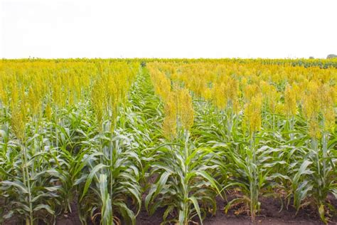 Cultivo De Sorgo Para La Producci N De Biomasa Foto De Archivo Imagen