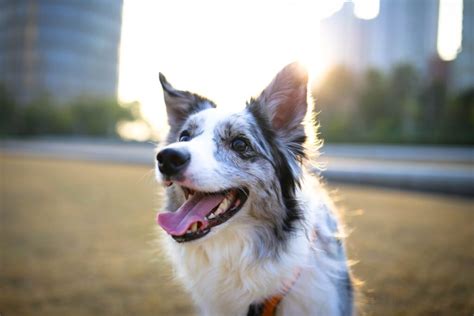 Descubre C Mo Ayudar A Tu Border Collie Ansioso En Pasos