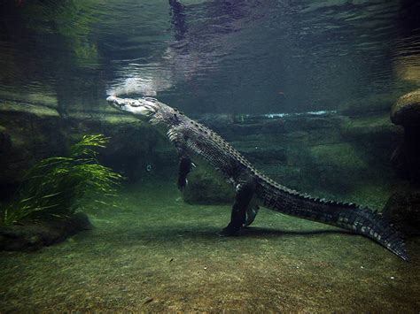 Crocodile Wallpapers - Wallpaper Cave