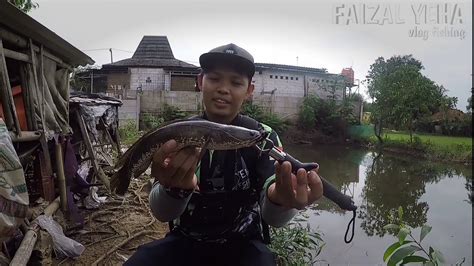 Mancing Gabus Pakai Kodok Mainan Casting Gabus Youtube