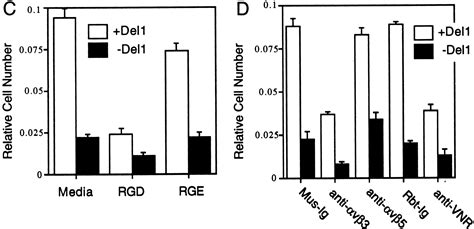 Cloning And Characterization Of Developmental Endothelial Locus An