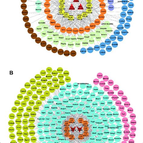 CircRNA MiRNA MRNA Network Analysis A The CeRNA Network For The