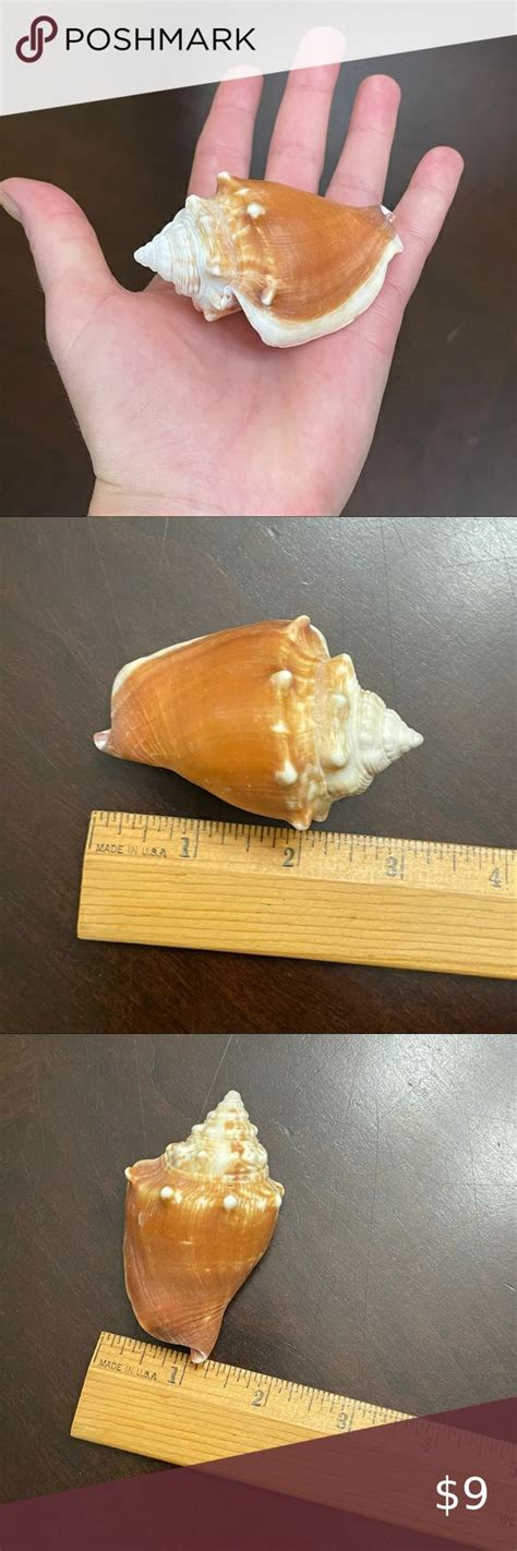 One Handpicked Florida Fighting Conch Strombus Alatus Shell