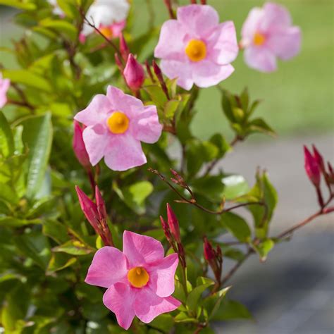 Dipladenia Pyramide rosa online kaufen bei Gärtner Pötschke