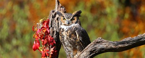 Travis Audubon Inspiring Conservation Through Birding