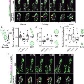 Live Cell Imaging And Quantification Of Zygotic Mitochondria A And B