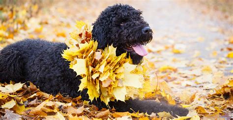 Black Russian Terrier Guide (Size & Breed Characteristics)