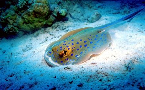 Blue-spotted Stingray – "OCEAN TREASURES" Memorial Library