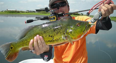 Peacock Bass Fishing Techniques Bait And Gear TRIZILY