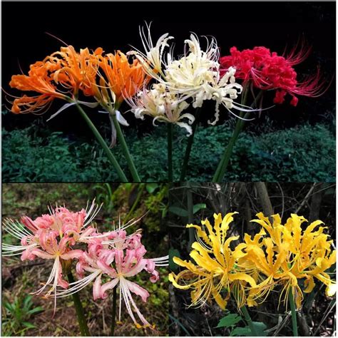 Lycoris Radiata Lycoris Squamigera Spider Lily For Planting Perennial