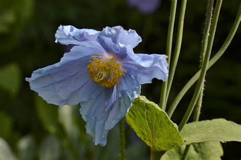 Meconopsis Betonicifolia Blauwe Papaver Hoornpapaver Bos Flickr