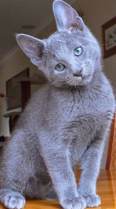 Russian Blue Hypoallergenic Cats For Adoption