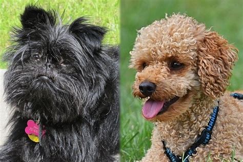 Affenpoo Affenpinscher And Poodle Mix