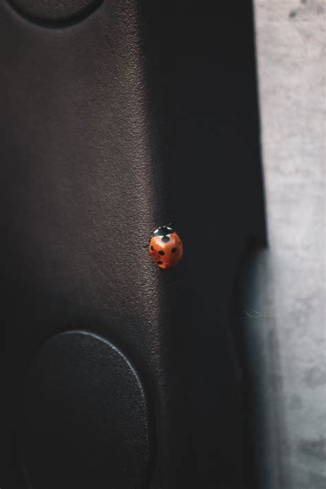 Black and Red Ladybug on Green Leaf · Free Stock Photo