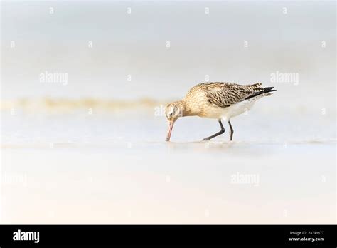 A Bar Tailed Godwit Limosa Lapponica Foraging During Fall Migration