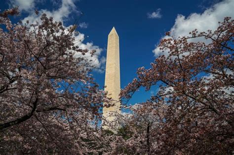 Premium Photo Cherry Blossom In Washington Dc Monument