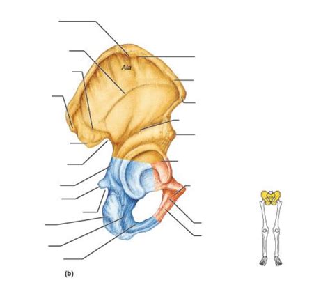 Hip bone Pt 1 (lateral left hip) Diagram | Quizlet