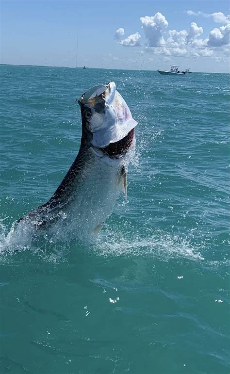 Tarpon Fishing | ALOHA SPORTFISHING & CHARTERS