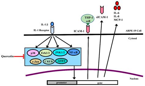 Ijms Free Full Text Quercetin Inhibits The Production Of Il 1β