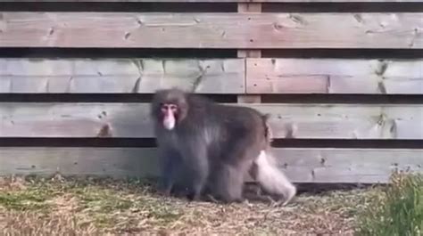 Escaped monkey still missing in Highlands after disappearing amid -2C temperatures - Mirror Online