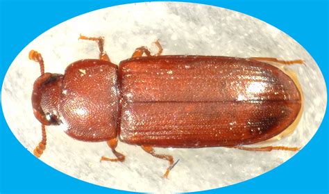 Insect Of The Month Red Flour Beetle Tribolium Castaneum