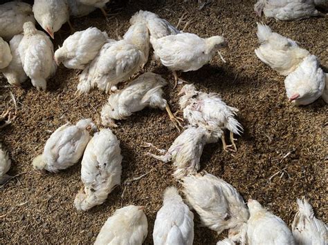 Sick Chickens Symptoms And Signs Disease Outbreaks High Mortality