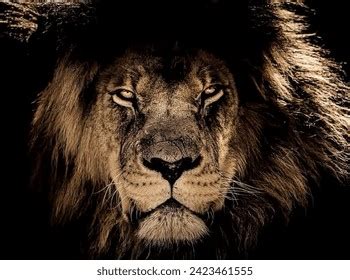 Angry Lion Beauty Full Nature Black Stock Photo 2423461555 | Shutterstock