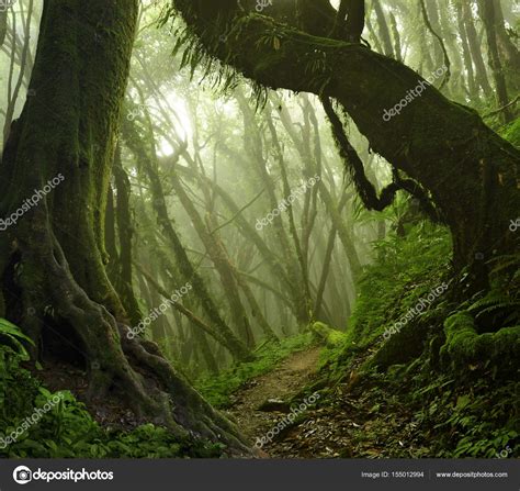 Southeast Asian Tropical Jungle Stock Photo By Teotarras