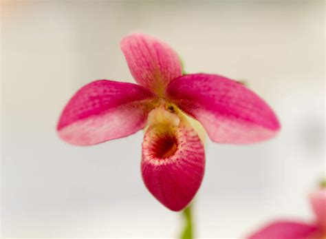 Orquídeas Phragmipedium Como Cuidar Delas Fotos