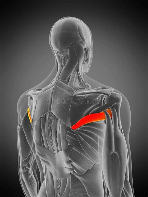 Teres Major Muscle Pain