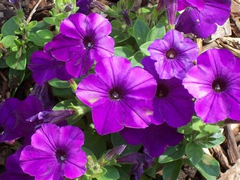 Purple Petunias | Shutterbug