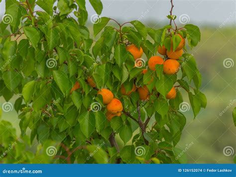 Alperces Maduros Um Grande Tipo De Fruto Foto De Stock Imagem De