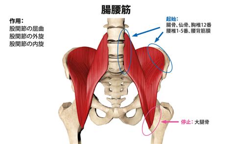 腸腰筋のストレッチ方法【股関節を柔らかくし骨盤を調整しよう】 Sharez For Trainer｜パーソナルトレーナー向けメディア