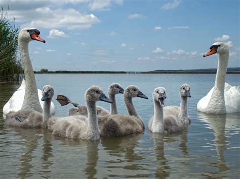 Baby Swans: All You Need To Know (With Pictures) | Bird Fact