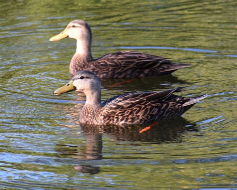 Mottled Ducks Charlie Banks Photography Florida Sanibel Birds