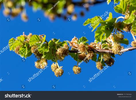 11,080 Beech flower Images, Stock Photos & Vectors | Shutterstock