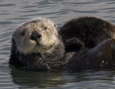 Sea Otter Facts for Kids - Sea Otter Fun Facts and Information