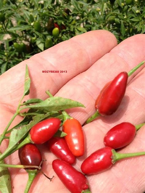 25 Thai Hot Pepper Seeds Oriental Dishes Premium Usa