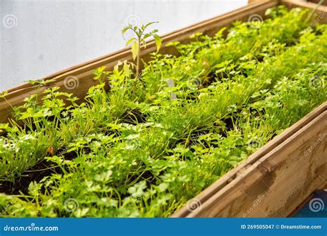 Plants Growing in a Wooden Garden Frame. Stock Image - Image of ...